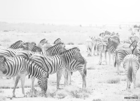 Picture of Zebra
