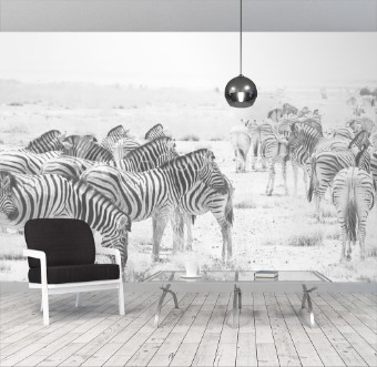 Picture of Zebra