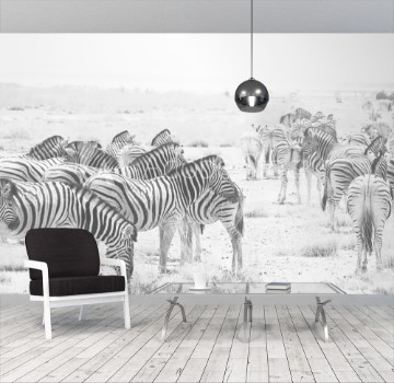 Image de Zebra