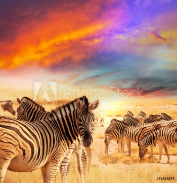 Image de Zebra