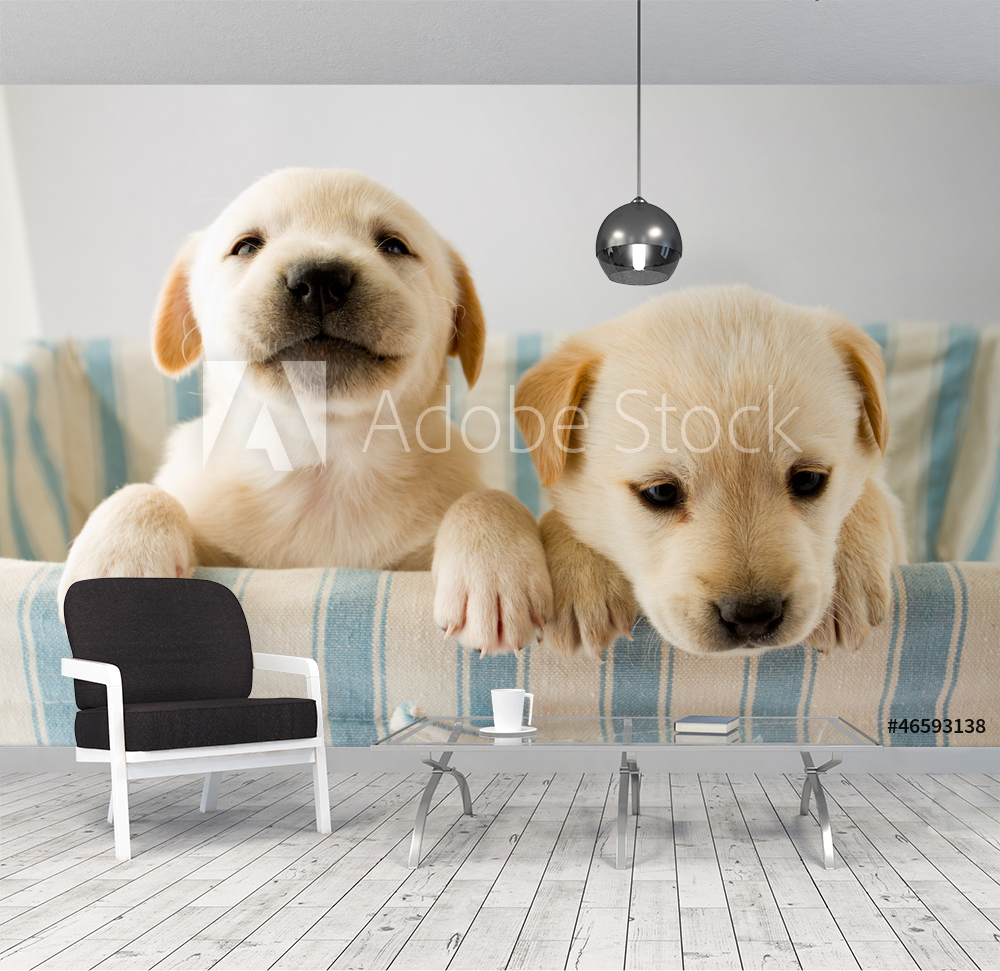 Puppies in basket - portrait of cute labrador puppies from Wallmural |  Familywallpapers