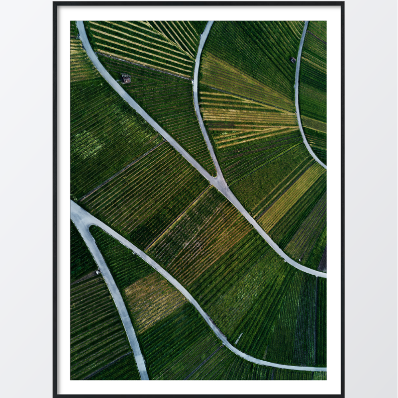 Bild på Vineyards landscape poster