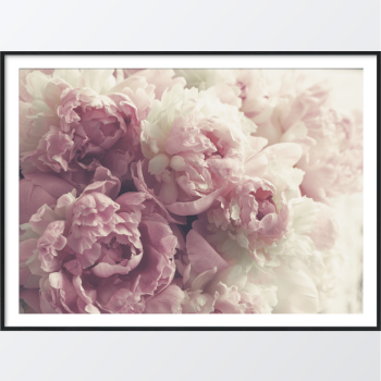Picture of Pink peonies juliste