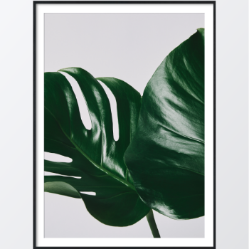 Picture of Monstera leaves plakat