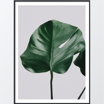 Picture of Monstera leaves II plakat