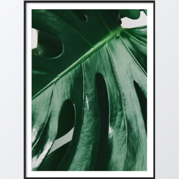 Picture of Monstera leaves III plakat