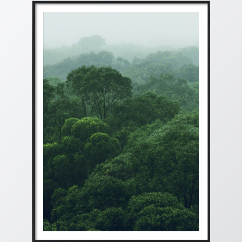 Bild på Rainforest jungle poster