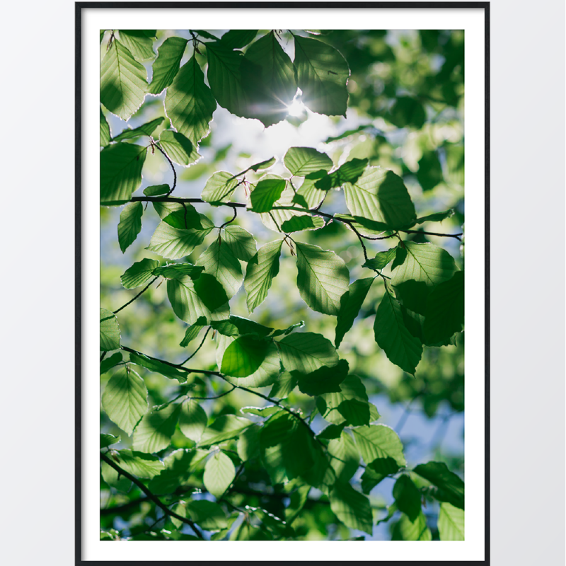 Bild på Green leaves poster