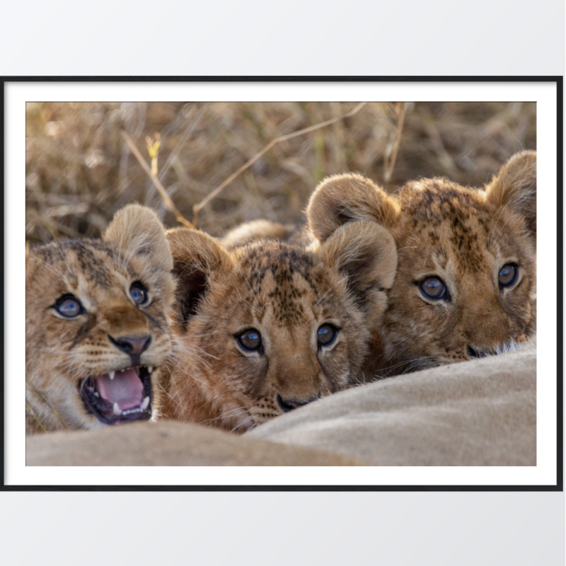 Bild på Lion cubs poster