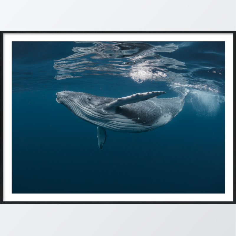 Bild på Baby humpback whale poster