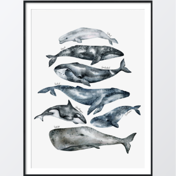 Bild på Watercolor whale poster
