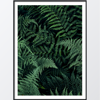 Picture of Fern leaves plakat