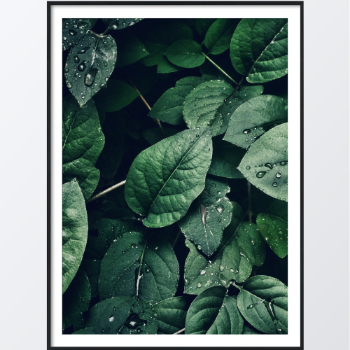 Picture of Wet leaves plakat