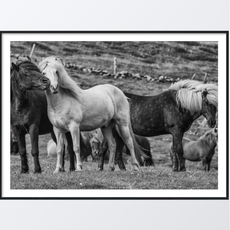 Picture of Icelandic horses plakat