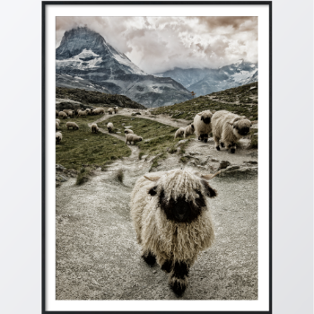 Bild på Valais blacknose sheep poster