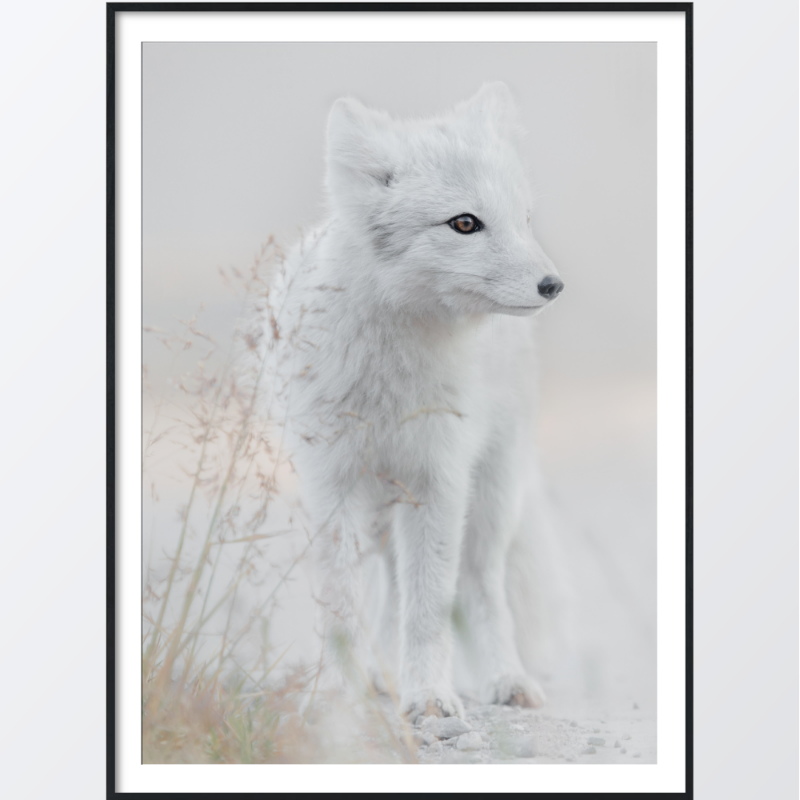 Bild på Arctic fox poster