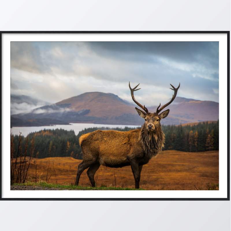 Picture of Red deer juliste