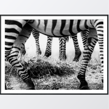 Picture of Black and white zebras plakat