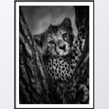 Picture of Leopard cub plakat