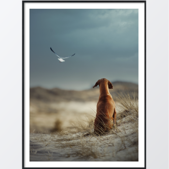 Picture of Daydreaming dog plakat