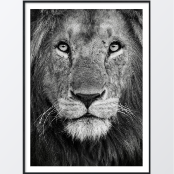 Picture of Royal lion plakat