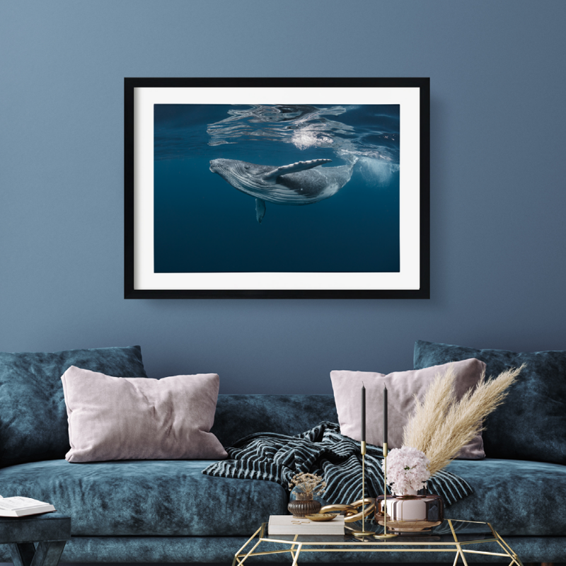 Bild på Baby humpback whale poster