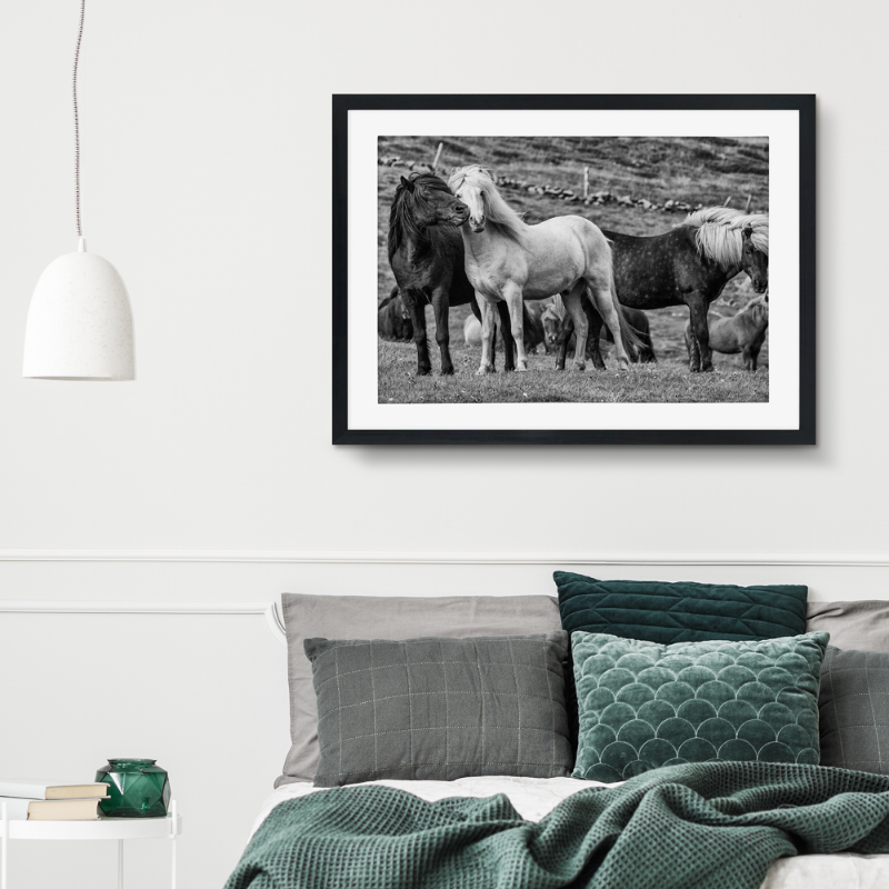 Picture of Icelandic horses plakat