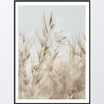 Picture of Dry cane plakat
