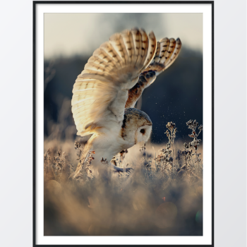 Picture of Owl at sunrise juliste
