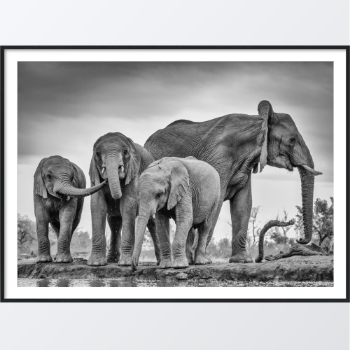 Picture of An elephant family plakat