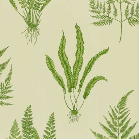 Picture of Woodland Ferns - DAPGWO102