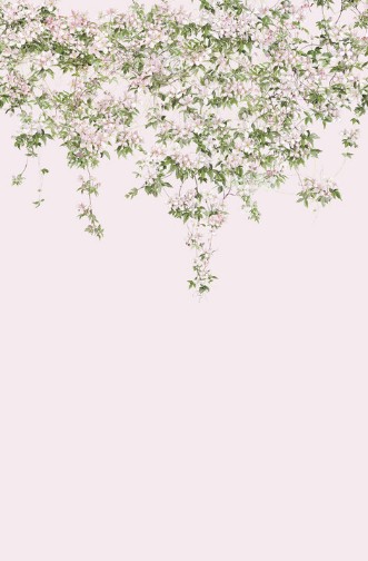 Picture of Clematis Mural Wallpaper - Pink - ClemP