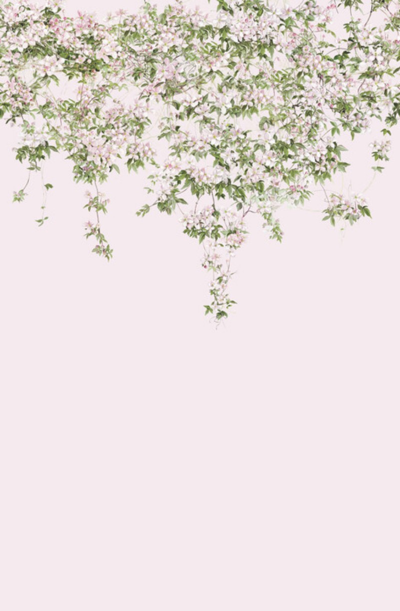 Picture of Clematis Mural Wallpaper - Pink - ClemP