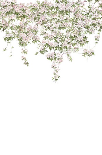 Picture of Clematis Mural Wallpaper - White - ClemW