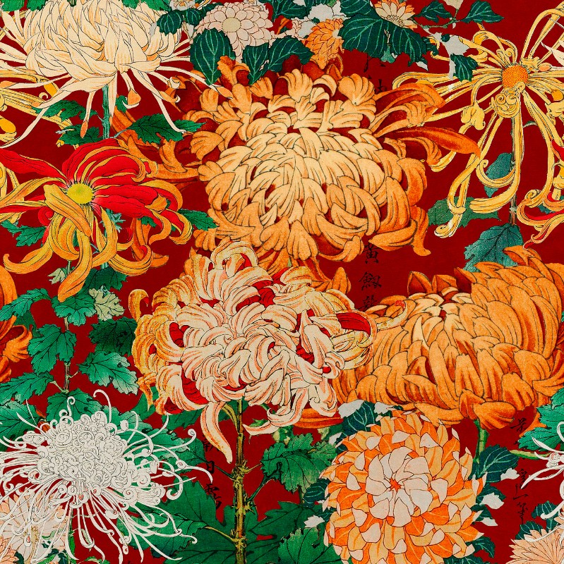 Bild på Chrysanthemums - WP20320