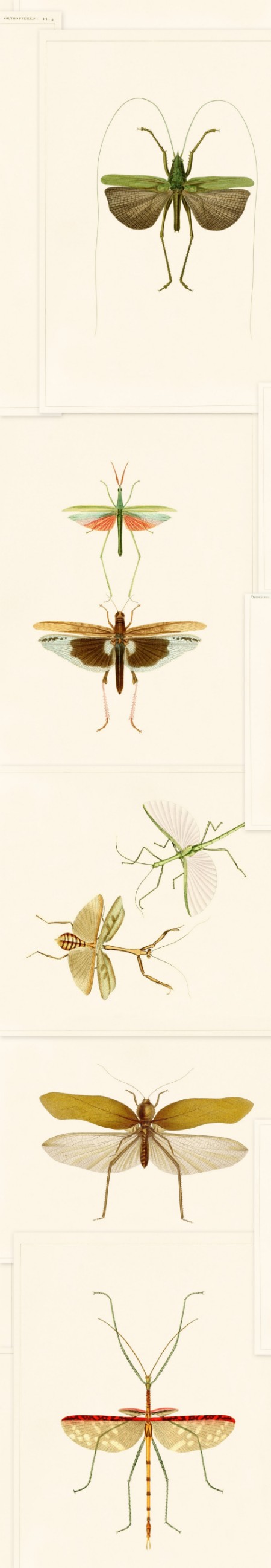 Bild på Entomology - WP20233
