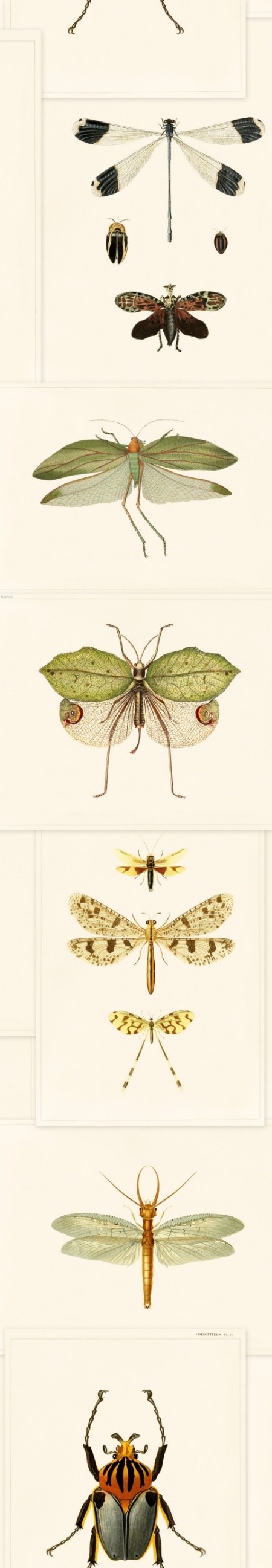 Bild på Entomology - WP20233