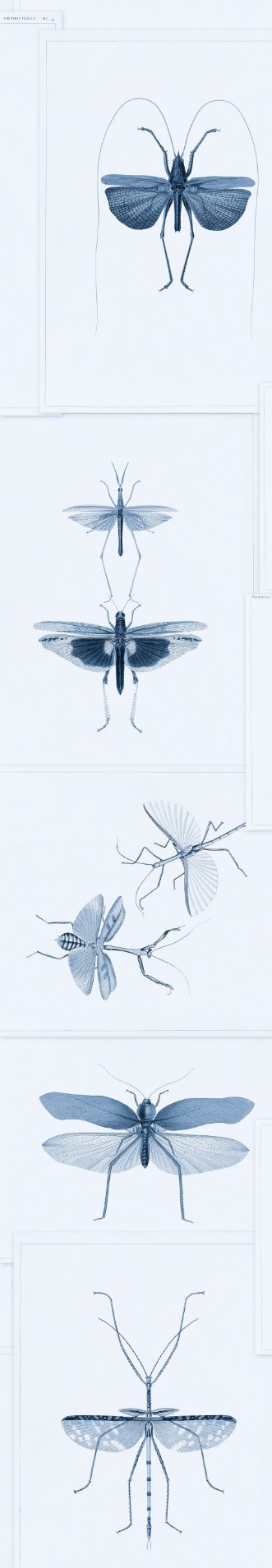 Bild på Entomology Blue - WP20235