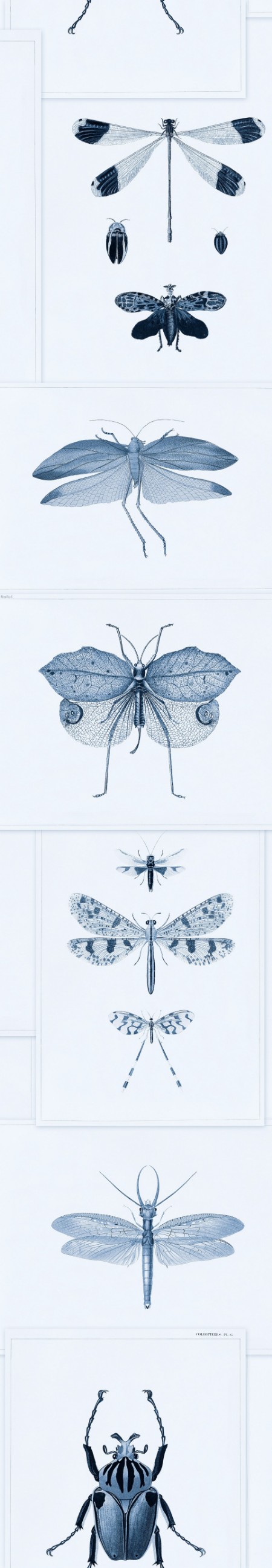 Picture of Entomology Blue - WP20235