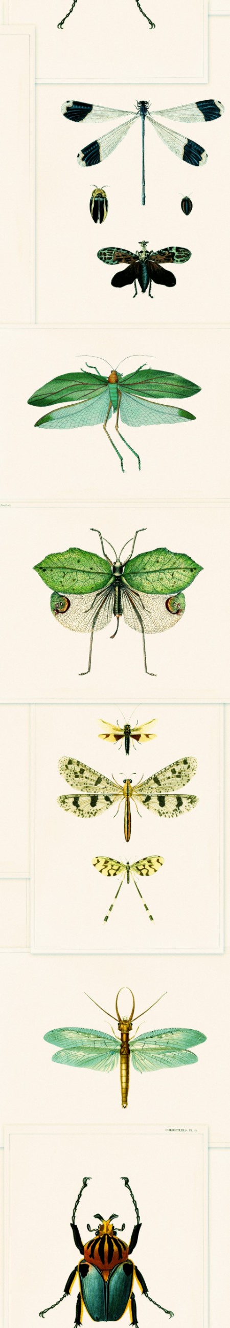 Bild på Entomology Green - WP20234
