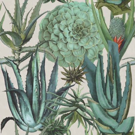 Bild på Succulentus - WP20168