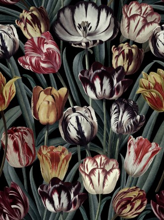 Picture of Tulipa Dark - WP20177