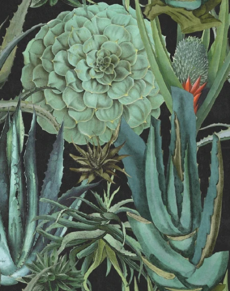 Picture of Succulentus Anthracite - WP20167