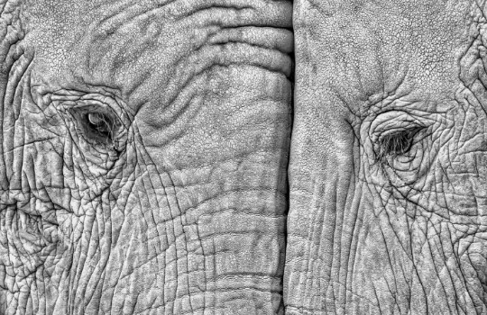 Bild på Two elephants
