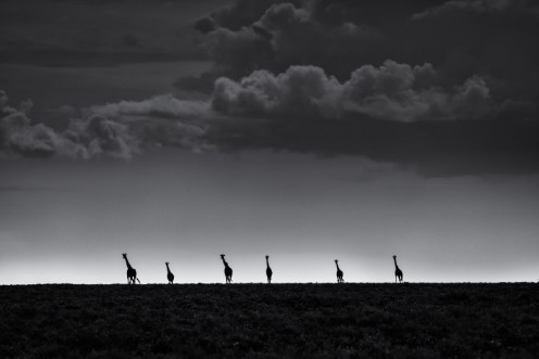 Afbeeldingen van 6 Giraffes