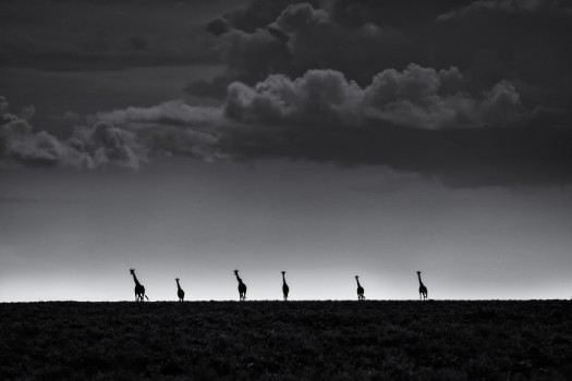 Picture of 6 Giraffes