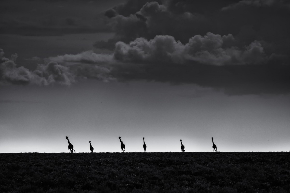 Image de 6 Giraffes