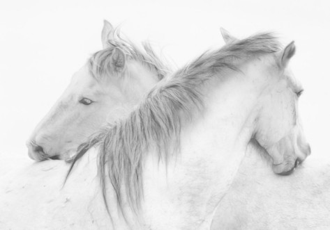 Afbeeldingen van Horses