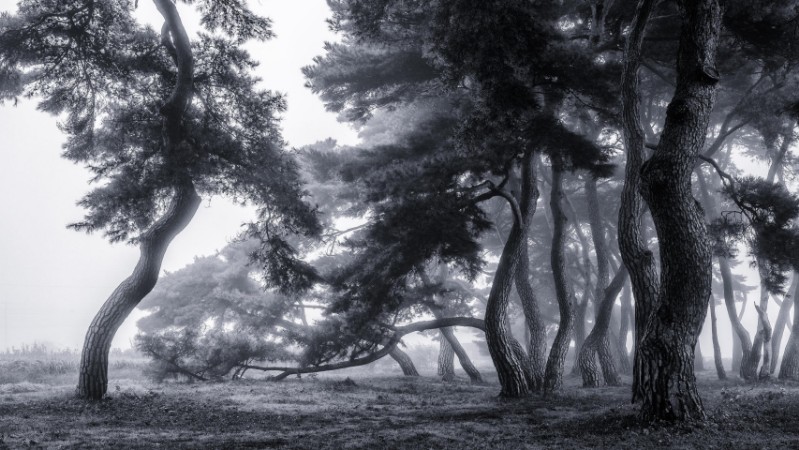 Pine trees dancing in the fog photowallpaper Scandiwall