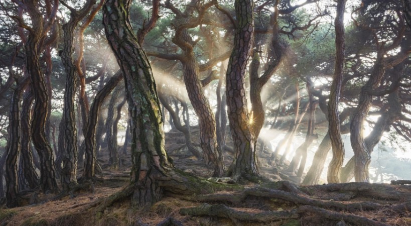 Sacred Pine Trees photowallpaper Scandiwall